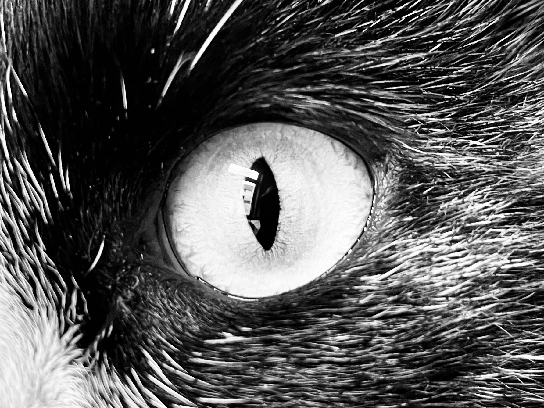 Oeil d'un chat.